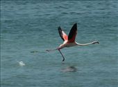 Flamingo, Laguna Fuente de Piedras: by vagabondstoo, Views[626]