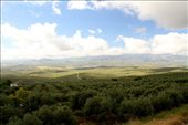 Andalusia is the world's largest producer of olive oil: by vagabondstoo, Views[485]