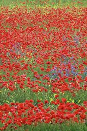 Fields of poppies, Osuna: by vagabondstoo, Views[1202]