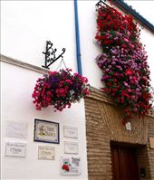 Perennial winner of the decorated patio competition, Cordoba: by vagabondstoo, Views[438]