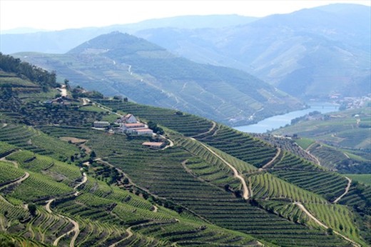 Terrace vineyards, Doura Valley 