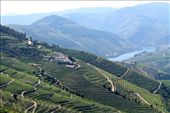 Terrace vineyards, Doura Valley : by vagabondstoo, Views[580]
