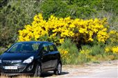 Golden flowers, Serra da Estrela NP: by vagabondstoo, Views[595]