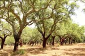Cork oaks: by vagabondstoo, Views[273]