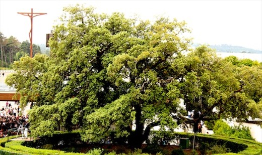 Tree of the miracle, Fatima