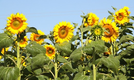 Sunflowers, a-choo!