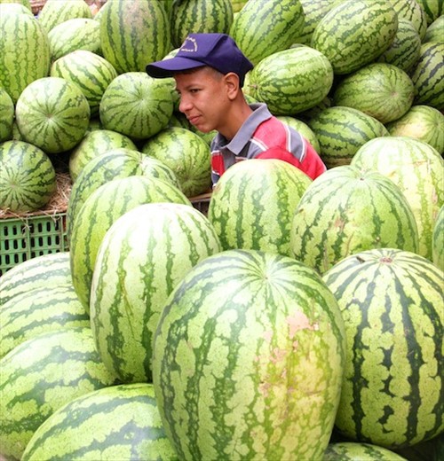 Watermellon man, Tétouan medina