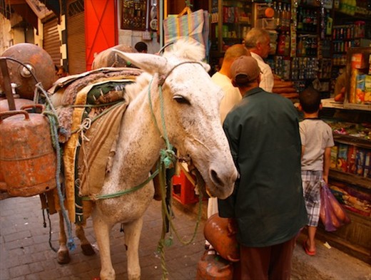 medina donkey power