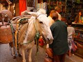 Donkey power, Fez medina: by vagabondstoo, Views[457]