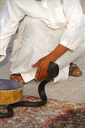 Snake charmer, Meknes: by vagabondstoo, Views[486]