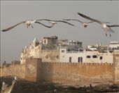Medina walls, Essaouira: by vagabondstoo, Views[1051]