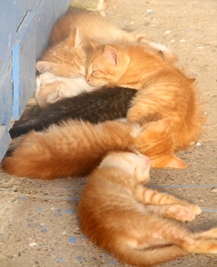 Cats, cats, cats, Essaouira