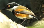 Cape Batis, Kirstenbosch National Botanical Garden: by vagabondstoo, Views[522]