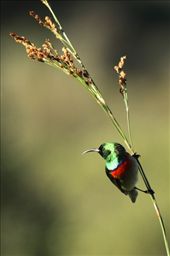 Lesser double-collared sunbird, Kirstenbosch National Botanical Garden: by vagabondstoo, Views[482]