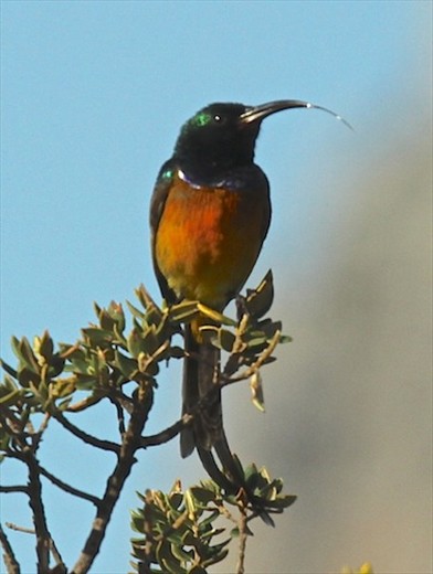 Orange-breasted sunbird, Cape Point