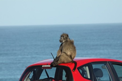Surveying his kingdom, Cape Point