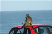 Surveying his kingdom, Cape Point: by vagabondstoo, Views[461]