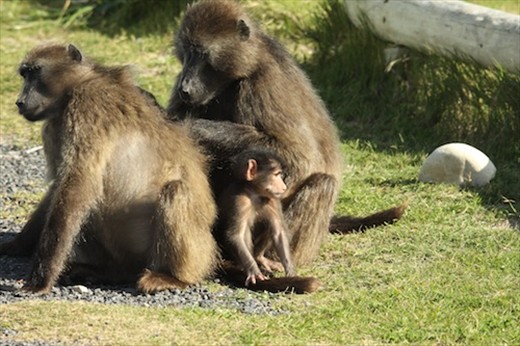 Baboon family, Cape Point