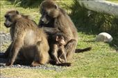 Baboon family, Cape Point: by vagabondstoo, Views[436]