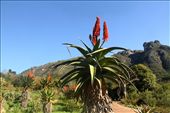Kirstenbosch National Botanical Garden: by vagabondstoo, Views[1150]