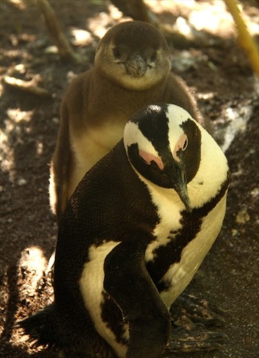African penguins