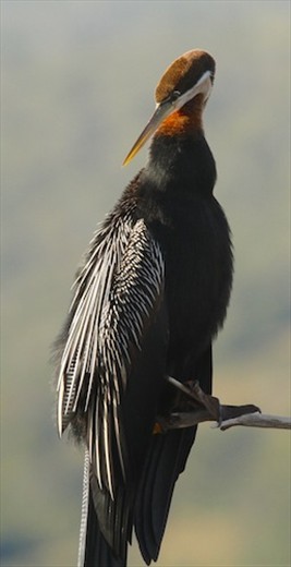 African darter, Wilderness National Park