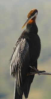 African darter, Wilderness National Park: by vagabondstoo, Views[465]