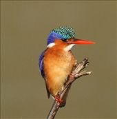 Malachite kingfisher, Wilderness National Park: by vagabondstoo, Views[427]