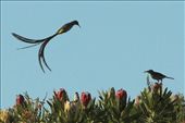 Cape sugarbird over protea flowers: by vagabondstoo, Views[446]