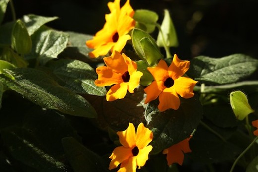 Flowers, Wilderness National Park