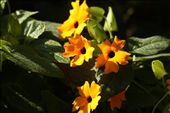 Flowers, Wilderness National Park: by vagabondstoo, Views[412]