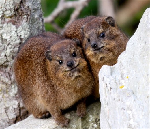 Dassies (rock hyrax), Storms River NP