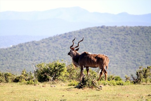 Kudu buck, Addo Elephant NP