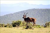 Kudu buck, Addo Elephant NP: by vagabondstoo, Views[704]