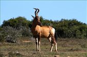 Red hartbeeste, Addo Elephant National Park: by vagabondstoo, Views[637]