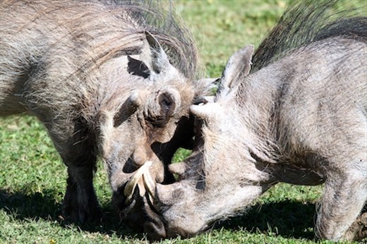 Rutting warthogs, Addo Elephant National Park