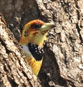 Crested barbet: by vagabondstoo, Views[387]