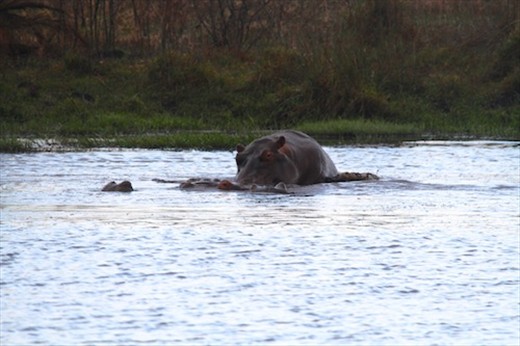 Humping hippos, iSimangaliso Wetlands, St. Lucia