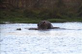 Humping hippos, iSimangaliso Wetlands, St. Lucia: by vagabondstoo, Views[561]