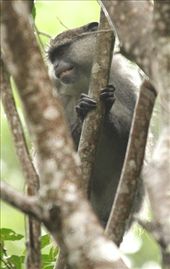 Simanga monkey, iSimangaliso Wetlands, St. Lucia: by vagabondstoo, Views[824]