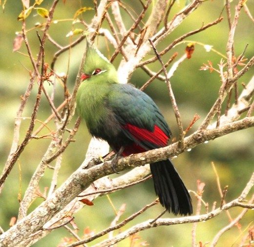 Knysna Turaco, iSimangaliso Wetlands, St. Lucia