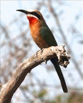 White-fronted bee-eater, Kruger National Park: by vagabondstoo, Views[501]