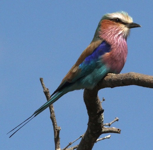 Lilac-breasted roller, Kruger National Park