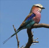 Lilac-breasted roller, Kruger National Park: by vagabondstoo, Views[1363]
