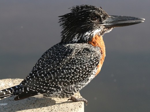 Giant kingfisher