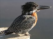 Giant kingfisher: by vagabondstoo, Views[503]