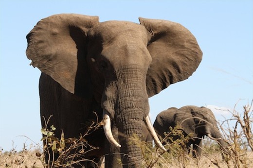 Close encounters of the elephant kind, Kruger National Park