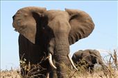 Close encounters of the elephant kind, Kruger National Park: by vagabondstoo, Views[1239]