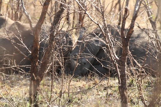 Let sleeping rhinos lie, Kruger National Park