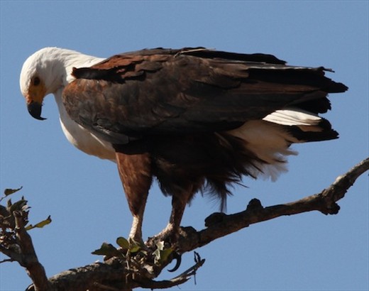 African fish eagle